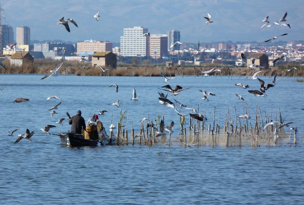 Albufera es un perfecto refugio de aves