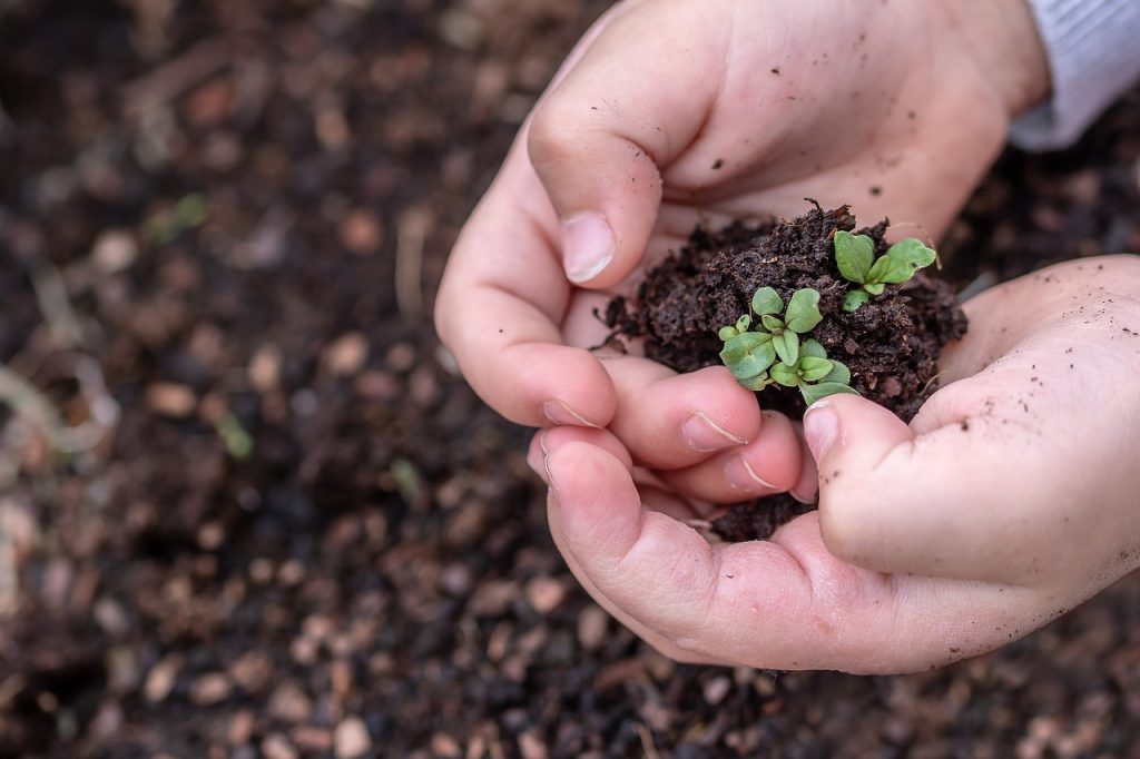 semillas nativas para restaurar ecosistemas