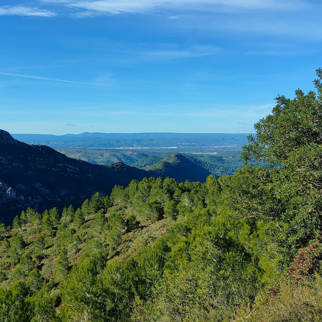 Plan para aprovechar la biomasa agrícola y forestal de la Ribera Alta