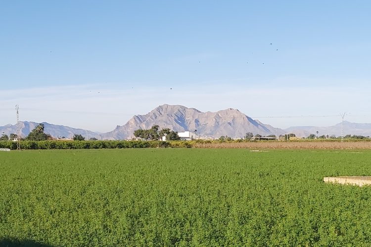 Huerta Vega Baja