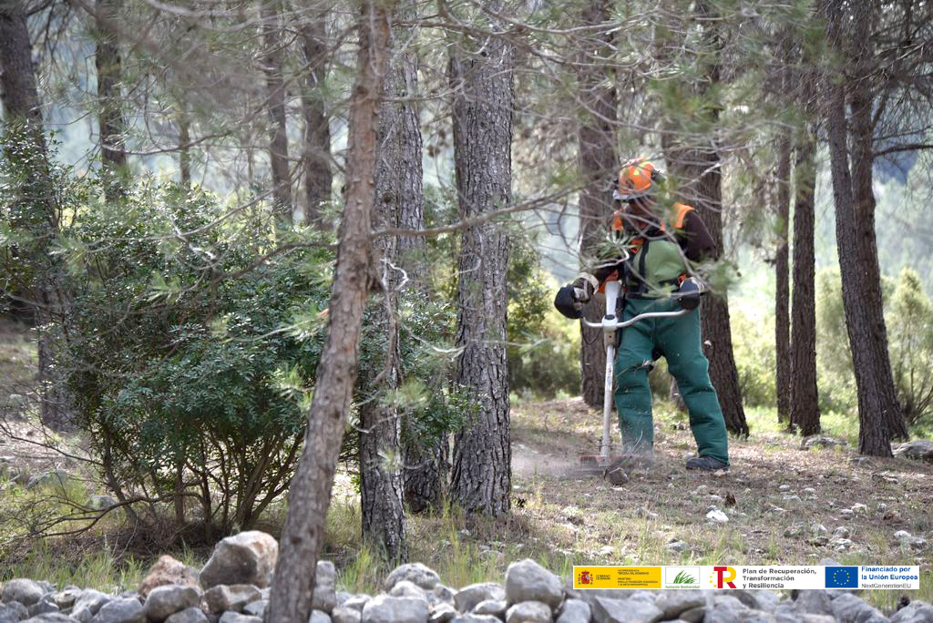 biomasa forestal