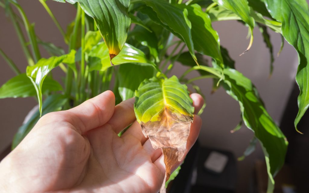 resistencia de las plantas